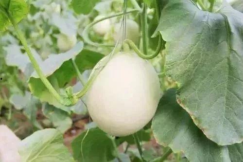 山南网红吃瓜事件